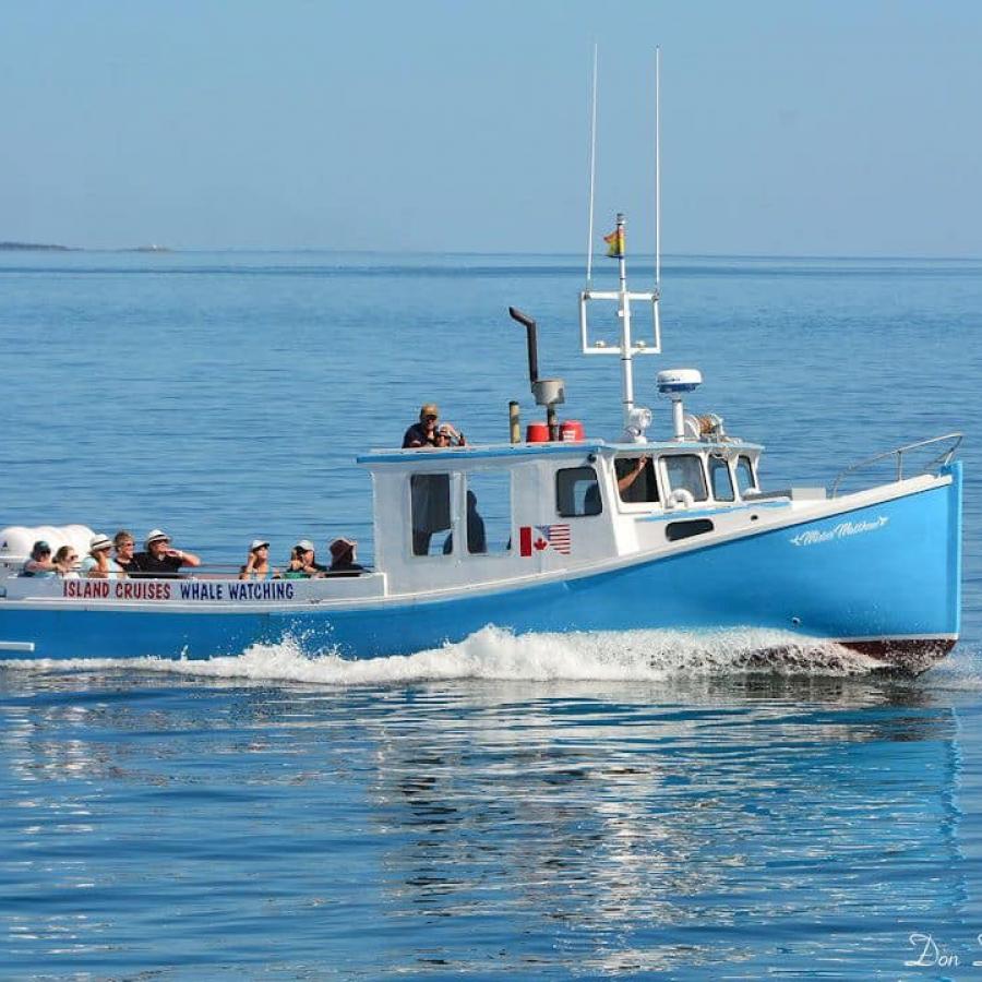 whale watching tours st john new brunswick